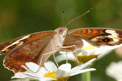 Buckeye Butterfly Pictures