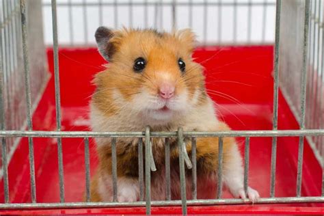 Why Is My Hamster Going Bald? – Hamsters 101