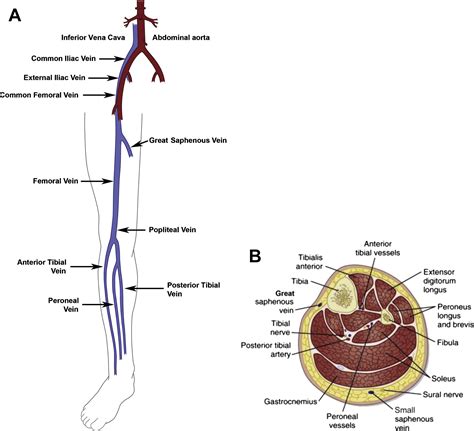 Lower Extremity Ultrasound Anatomy