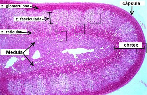 Adrenal: Adrenal Zona Glomerulosa