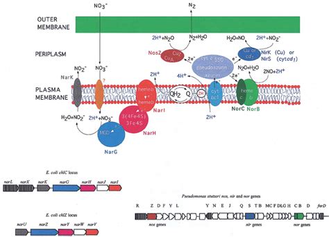 Nitrate respiration and denitrification pathways in bacteria. The ...