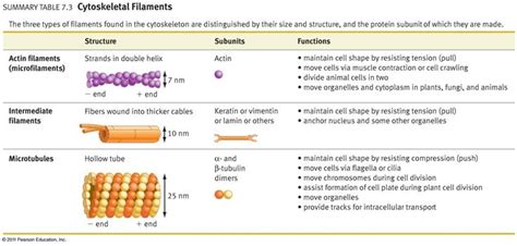 Cytoskeleton: Actin filaments, microtubuli, intermediate filaments ...