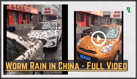 Worm Rain in China - Full Video, Reason, Real or Fake Test