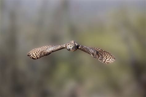 Great Horned Owl | California Living Museum