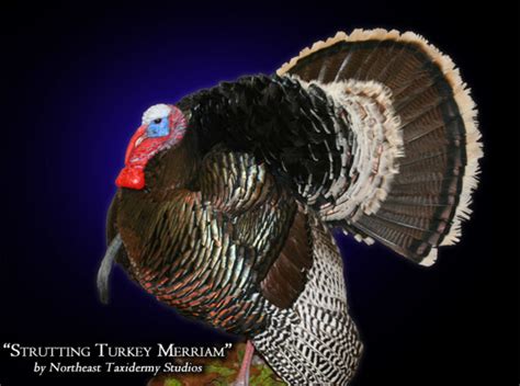 Strutting Turkey Merriam Mount, Mounted Strutting Turkey Merriam Taxidermy