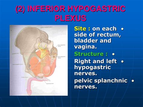 PPT - SOMATIC NERVES (SACRAL PLEXUS) PowerPoint Presentation, free ...