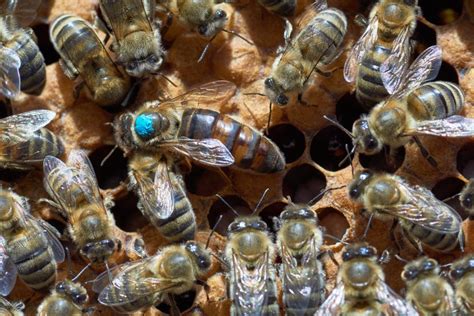 Abejas reinas - Venta de abejas reina