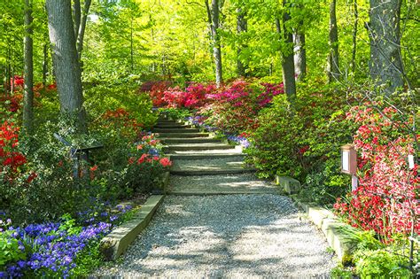 Azaleas at National Arboretum – 2021.4.26. | Stephen Hung Photography