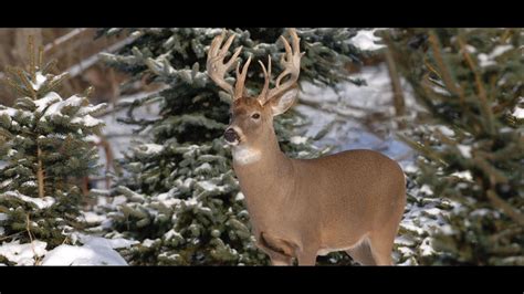 Ohio sets dates, regulations for 2018-19 hunting season | 10tv.com