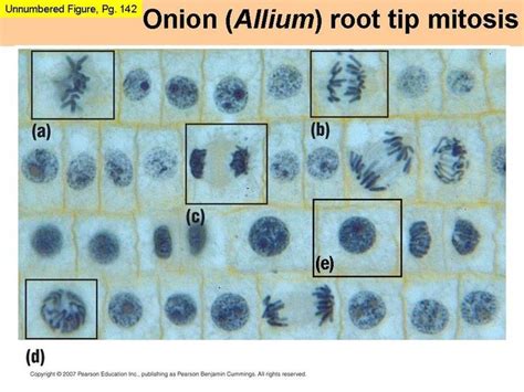 Mitosis microphotographs - excellent phases noted https://buffonescience9.wikispaces.com/file ...