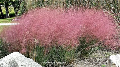 Pink Muhly Grass | Greenwood Nursery