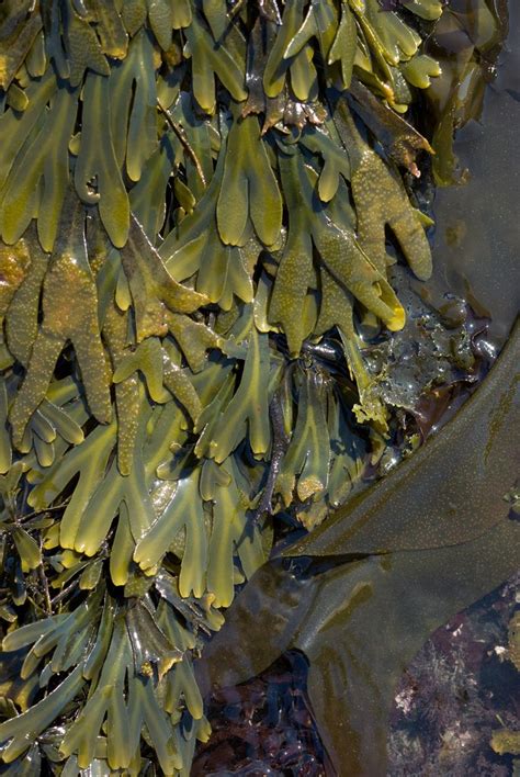 What Are The Different Types Of Seaweed In The World?