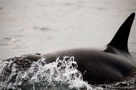 Orcas spotted in False Bay