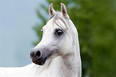 Arabian Horse » Breed Profile » Facts, Colors, Pictures