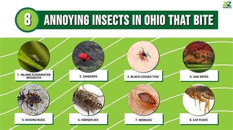 8 Annoying Insects in Ohio That Are Out In Numbers and Looking to Bite - A-Z Animals