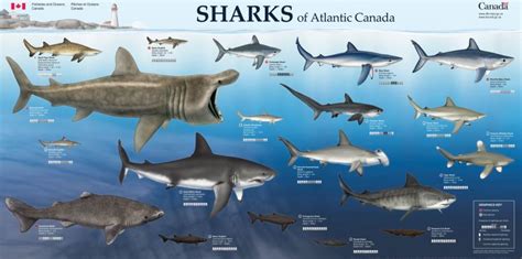 DFO sharks – Southern Fried Science