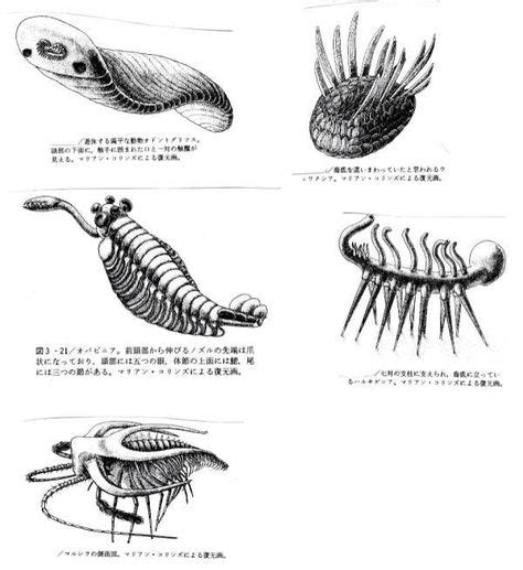 10 Best Cambrian Animals images in 2020 | Fossils, Prehistoric ...