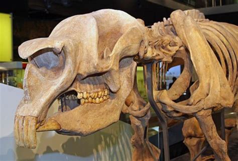 Diprotodon: The Massive Marsupial that Roamed Australia 5.3 Million Years Ago | Ancient Origins