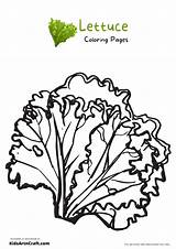 Lettuce Clip Art Outline Sketch Coloring Page sketch template