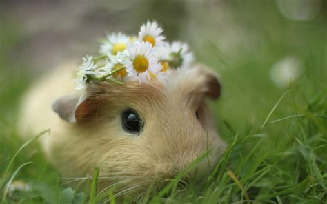 Cute Guinea Pig wallpaper | 1920x1200 | #12440