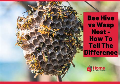 Bee Hive Vs Wasp Nest - How To Tell The Difference