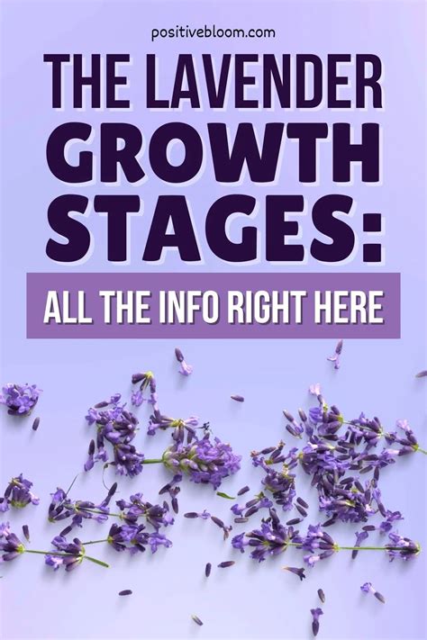 The Lavender Growth Stages: All The Info Right Here