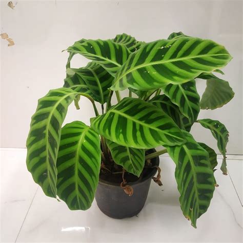 Calathea Zebrina - Nursery Buy