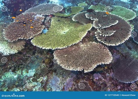 Colorful Acropora Table Coral Reef Stock Photo - Image of reef, seascape: 127710540