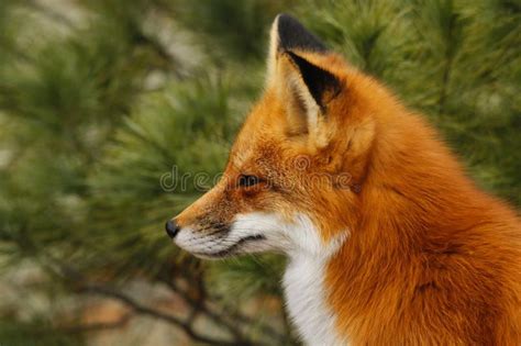 Red Fox Profile with Tree Background