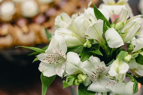 Gentle wedding bouquet of white Alstroemeria flowers · Free Stock Photo