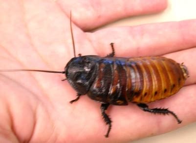 Madagascar Hissing Cockroach | Department of Entomology | University of Nebraska–Lincoln