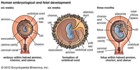 Caul | Fetal Development, Placenta & Umbilical Cord | Britannica