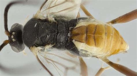 Parasitic Wasp Larvae Eat Host From Inside Out | HowStuffWorks