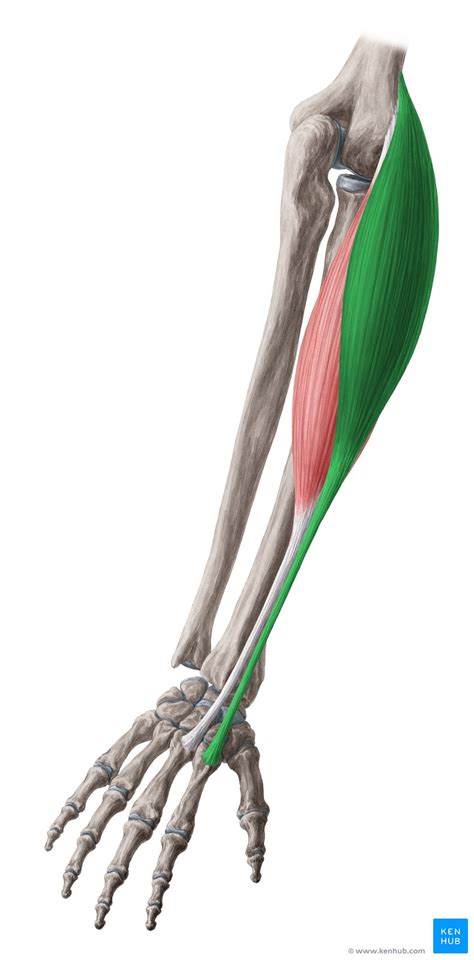 Radial muscles of the forearm: Anatomy and function | Kenhub