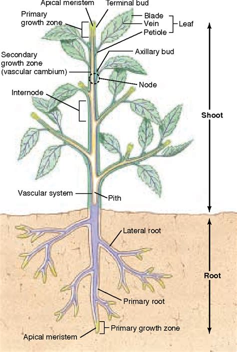 Figure 38.6 from The Plant Body 38.2 Plants Have Three Basic Tissues ...