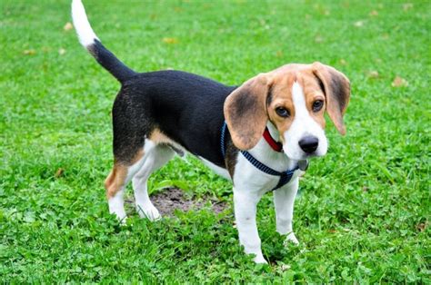 Beagle's Amazing Transformation From Fat To Fit Left Owners In Awe - NewsD