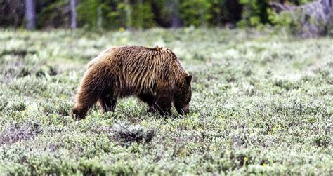 Grand Teton National Park Wildlife — Wandering Through