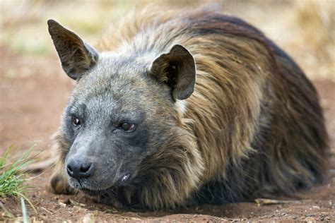 Crouching brown hyena | Again, a brown hyena, this time lyin… | Flickr