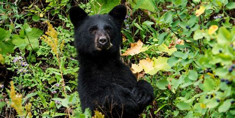 American Black Bear - Cedar Breaks National Monument (U.S. National ...