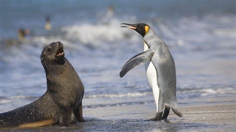 King Penguin And Antarctic Seal – Bing Wallpaper Download