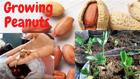 Growing Peanuts - How To Grow Peanuts | Growing peanuts, Growing, Peanut