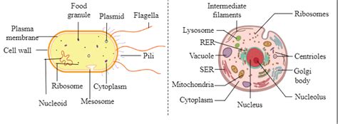 15 Important Differences between Unicellular and Multicellular organisms - CBSE Class Notes ...