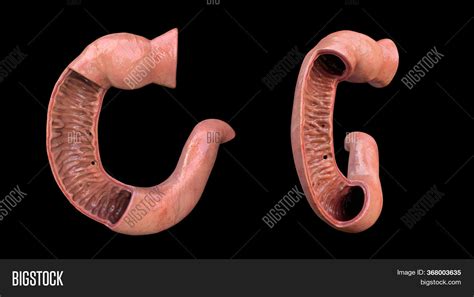 Duodenum, Human Image & Photo (Free Trial) | Bigstock