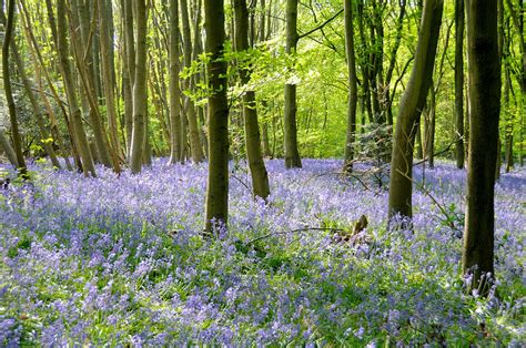 Bluebell Woods Photograph by Breathefitness - Pixels