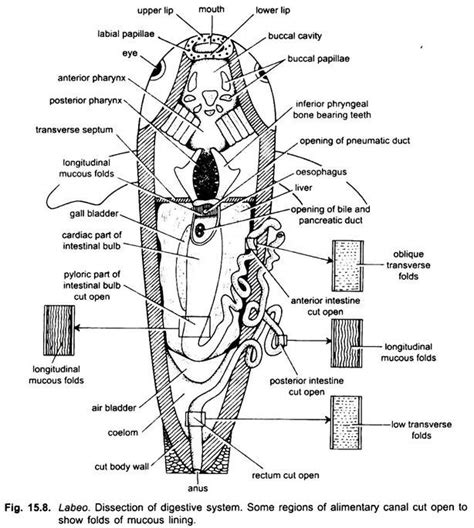 Digestive System of Rohu Fish (With Diagram) | Chordata | Zoology