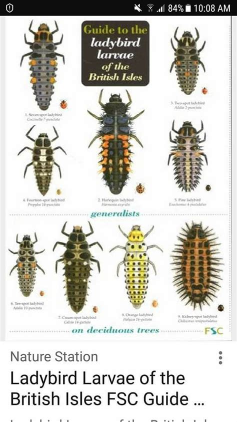 Insect Larvae Identification Chart