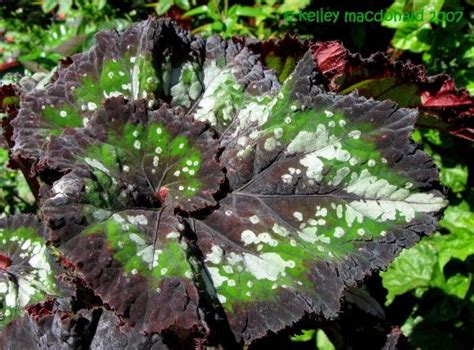 14 Mesmerizing Weeping Begonia Varieties For Serene Spaces