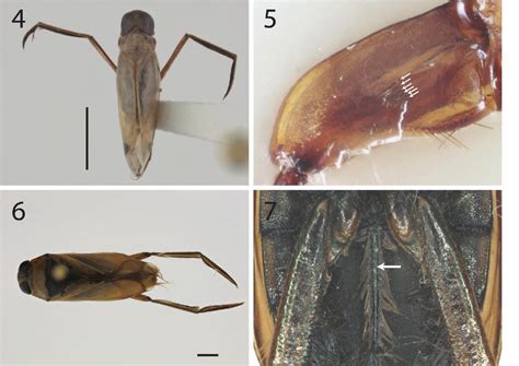 Corixidae Life Cycle