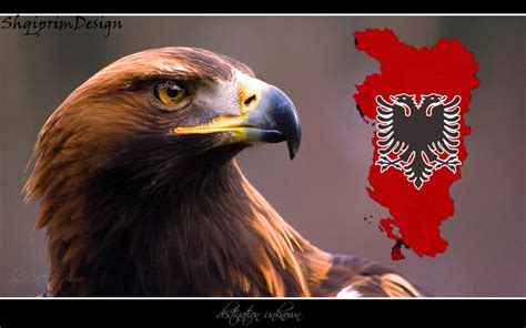 Albanian Eagle Ethnic Albania 2013 by KosovaAlbania on DeviantArt