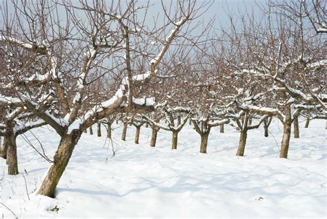 How To Prune Your Fruit Trees - Modern Farmer